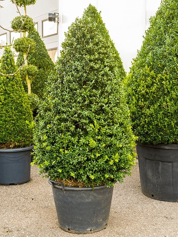 Buxbom, pyramid 100-110 cm - Svedberga Plantskola AB - Köp växter Online med hemleverans.